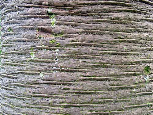 Monkey puzzle tree bark Monkey puzzle tree bark