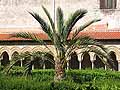 Palm tree in the cloisters