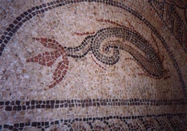 Roman Dolphin